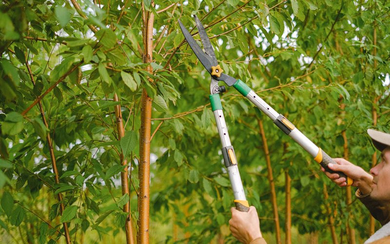 Tree trimming in Graettinger, IA